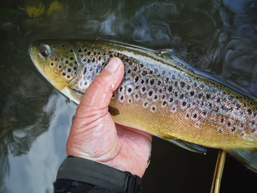 Avon trout in September